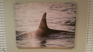 Southern Resident Orca