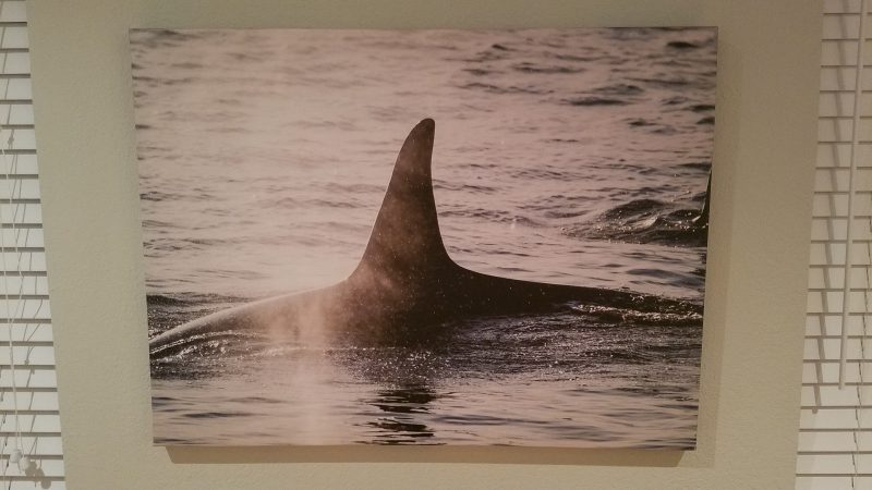 Southern Resident Orca